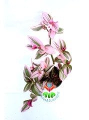 Tradescantia 'Nanouk' - Pembe Yeşil Beyaz Tonlarında Mükemmel Renkli ve Yapraklı Telgraf Çiçeği-10,5 cm Saksıda Büyük Boy