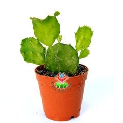 Opuntia Argentina-5,5 cm Saksıda-İnce Yapraklı