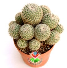 Kaktüs-Mammillaria Lanata-Koyu Pembe Renk Çiçek Açar Büyük Boy Simetrik Düzgün Formlu-12 cm Saksıda