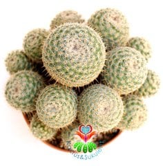 Kaktüs-Mammillaria Lanata-Koyu Pembe Renk Çiçek Açar Büyük Boy Simetrik Düzgün Formlu-12 cm Saksıda