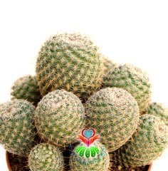 Kaktüs-Mammillaria Lanata-Koyu Pembe Renk Çiçek Açar Büyük Boy Simetrik Düzgün Formlu-12 cm Saksıda
