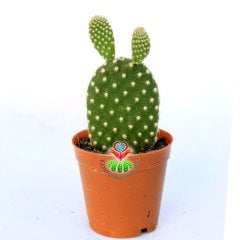 Beyaz Dikenli Opuntia Microdasys Albata -5,5 cm saksıda-Tavşan Kaktüs