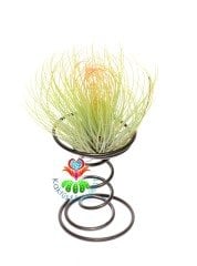 TILLANDSIA FİLİFOLLİA-Hava Bitkisi-Köksüz Yaşar-Air Plant-Mükemmel Form-7 cm Büyük