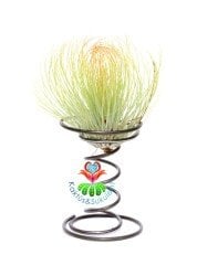 TILLANDSIA FİLİFOLLİA-Hava Bitkisi-Köksüz Yaşar-Air Plant-Mükemmel Form-7 cm Büyük