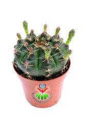 Gymnocalycium Mihanovichii Green 8 cm Saksıda Bol Çiçek Açan Kaktüs