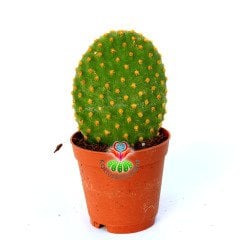 Sarı Dikenli Opuntia Microdasys -5,5 cm saksıda-Tavşan Kaktüs