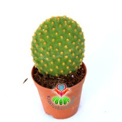 Sarı Dikenli Opuntia Microdasys -5,5 cm saksıda-Tavşan Kaktüs