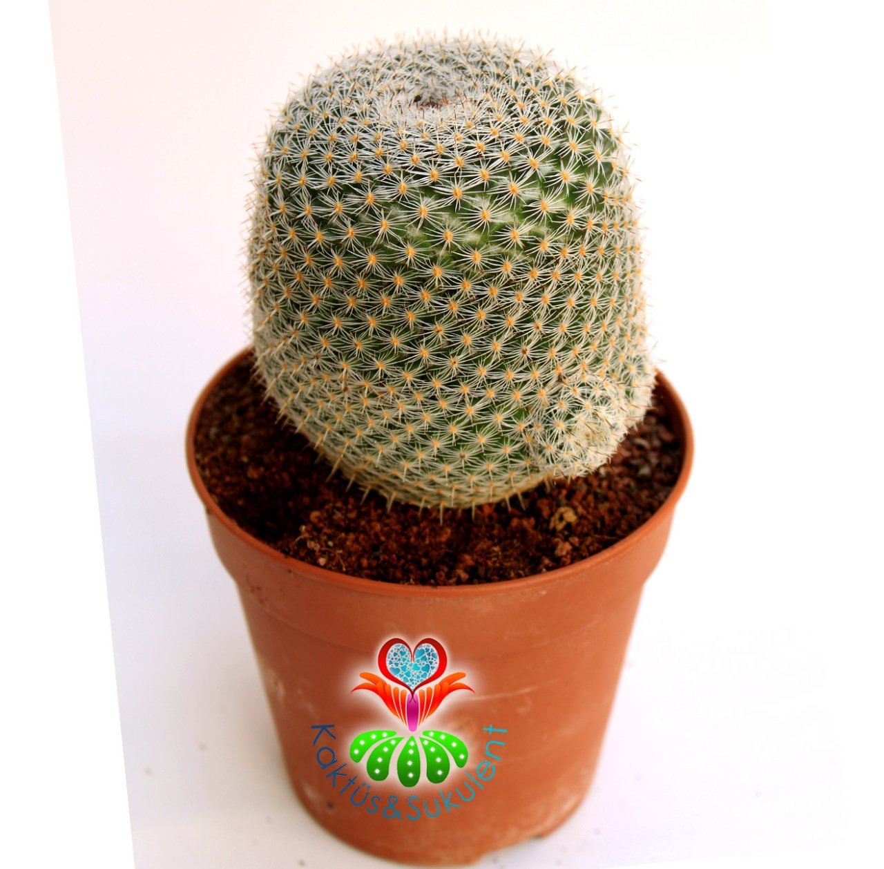 Kaktüs-Mammillaria Lanata-Koyu Pembe Renk Çiçek Açar Büyük Boy Simetrik Düzgün Formlu-12 cm Saksıda