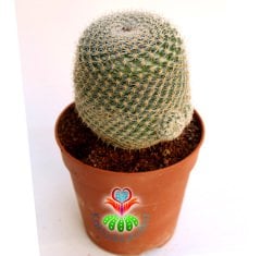 Kaktüs-Mammillaria Lanata-Koyu Pembe Renk Çiçek Açar Büyük Boy Simetrik Düzgün Formlu-12 cm Saksıda