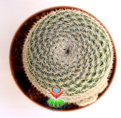 Kaktüs-Mammillaria Lanata-Koyu Pembe Renk Çiçek Açar Büyük Boy Simetrik Düzgün Formlu-12 cm Saksıda
