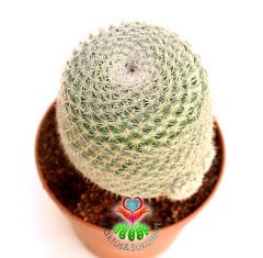 Kaktüs-Mammillaria Lanata-Koyu Pembe Renk Çiçek Açar Büyük Boy Simetrik Düzgün Formlu-12 cm Saksıda