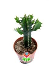 Euphorbia Ingens-Mükemmel Form Dev Boylara Ulaşan Kaktüs -5,5 cm Saksıda