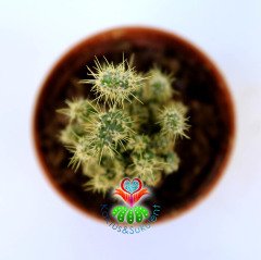 Opuntia Gracilicylindrica - Sıradışı Tür- 5,5 cm Saksıda