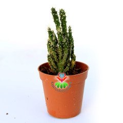 Opuntia Gracilicylindrica - Sıradışı Tür- 5,5 cm Saksıda