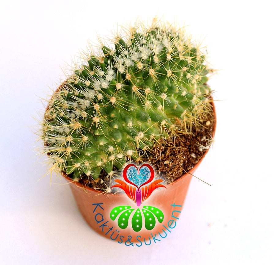 Kaktüs-Mammillaria Zeilmanniana Cristata-Koyu Pembe Renk Çiçek AçarKalın Formlu-8,5 cm Saksıda