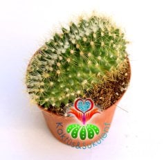 Kaktüs-Mammillaria Zeilmanniana Cristata-Koyu Pembe Renk Çiçek AçarKalın Formlu-8,5 cm Saksıda