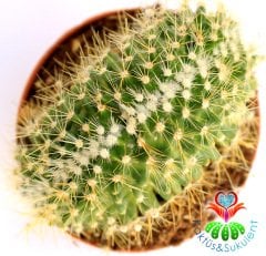 Kaktüs-Mammillaria Zeilmanniana Cristata-Koyu Pembe Renk Çiçek AçarKalın Formlu-8,5 cm Saksıda