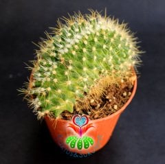 Kaktüs-Mammillaria Zeilmanniana Cristata-Koyu Pembe Renk Çiçek AçarKalın Formlu-8,5 cm Saksıda