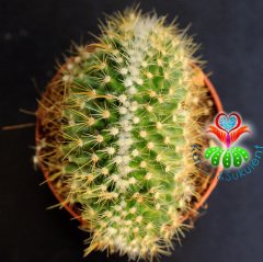 Kaktüs-Mammillaria Zeilmanniana Cristata-Koyu Pembe Renk Çiçek AçarKalın Formlu-8,5 cm Saksıda