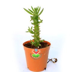 Austrocylindropuntia Subulata-Parmak Kaktüs-5,5 cm Saksıda