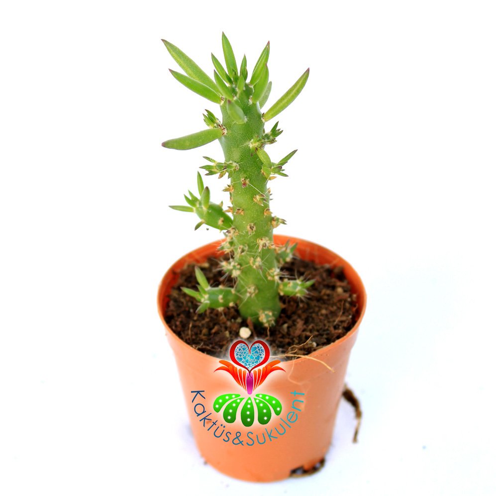 Austrocylindropuntia Subulata-Parmak Kaktüs-5,5 cm Saksıda