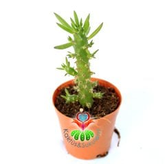 Austrocylindropuntia Subulata-Parmak Kaktüs-5,5 cm Saksıda