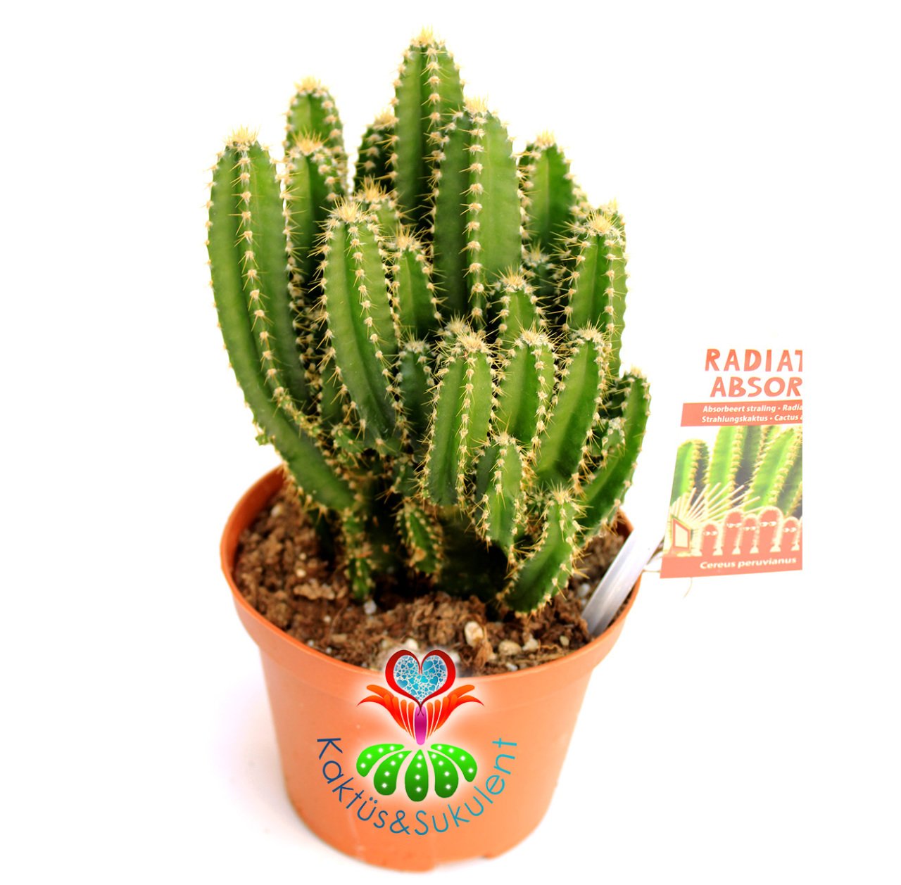Radyasyon Emici Kaktüs-Cereus Peruvianus Florida Radiation Absorber-İnce Formlu-10,5 cm Saksıda