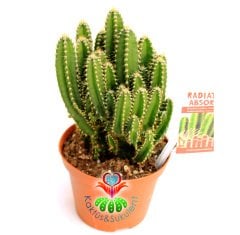 Radyasyon Emici Kaktüs-Cereus Peruvianus Florida Radiation Absorber-İnce Formlu-10,5 cm Saksıda