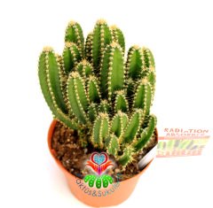 Radyasyon Emici Kaktüs-Cereus Peruvianus Florida Radiation Absorber-İnce Formlu-10,5 cm Saksıda