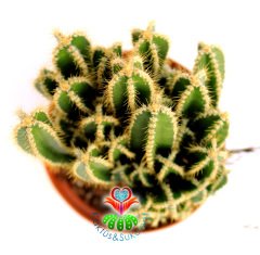 Radyasyon Emici Kaktüs-Cereus Peruvianus Florida Radiation Absorber-İnce Formlu-10,5 cm Saksıda