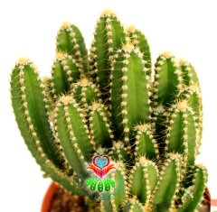 Radyasyon Emici Kaktüs-Cereus Peruvianus Florida Radiation Absorber-İnce Formlu-10,5 cm Saksıda