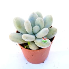 Pachyphytum Oviferum (Moonstones)-Ay Taşı-Tombul Yapraklı-5,5 cm Saksıda