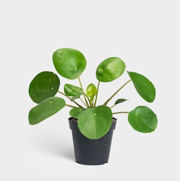 Pilea Peperomioides- Çin Para Ağacı-10,5 cm Saksıda