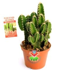 Radyasyon Emici Kaktüs-Cereus Peruvianus Florida Radiation Absorber-Kalın Formlu-10,5 cm Saksıda