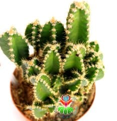 Radyasyon Emici Kaktüs-Cereus Peruvianus Florida Radiation Absorber-Kalın Formlu-10,5 cm Saksıda