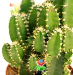 Radyasyon Emici Kaktüs-Cereus Peruvianus Florida Radiation Absorber-Kalın Formlu-10,5 cm Saksıda