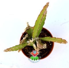 Rhipsalis Cruciformis-5,5 cm Saksıda-Sarkan Tür Sukulent