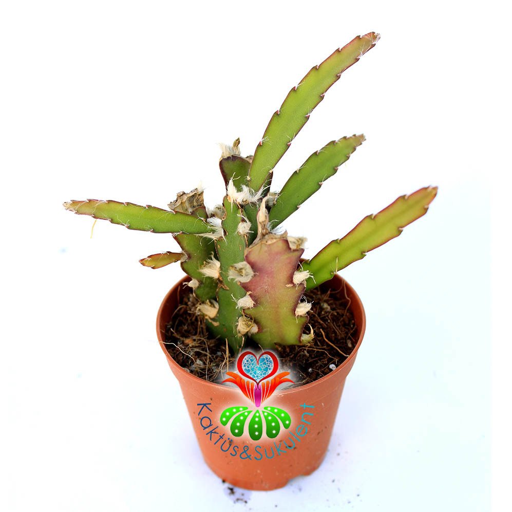 Rhipsalis Cruciformis-5,5 cm Saksıda-Sarkan Tür Sukulent
