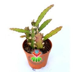 Rhipsalis Cruciformis-5,5 cm Saksıda-Sarkan Tür Sukulent