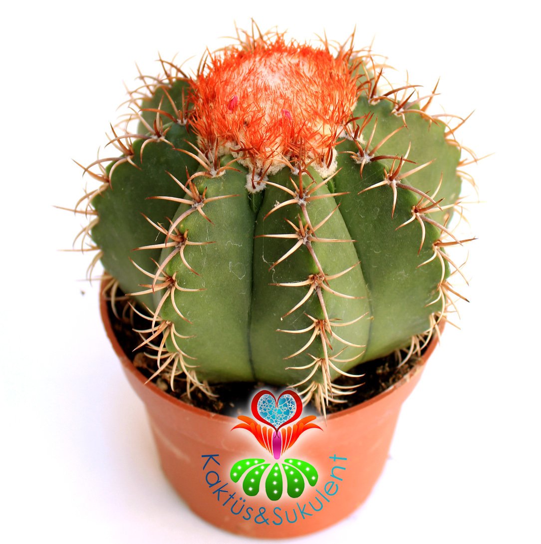 Kaktüs,Melocactus Matanzanus-Şapkalı Kafalı Kaktus-Çok Nadir 10 cm saksıda-SINIRLI SAYIDA