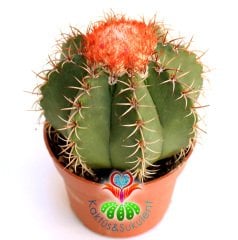 Kaktüs,Melocactus Matanzanus-Şapkalı Kafalı Kaktus-Çok Nadir 10 cm saksıda-SINIRLI SAYIDA