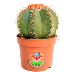 Kaktüs,Melocactus Matanzanus-Şapkalı Kafalı Kaktus-Çok Nadir 10 cm saksıda-SINIRLI SAYIDA
