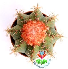 Kaktüs,Melocactus Matanzanus-Şapkalı Kafalı Kaktus-Çok Nadir 10 cm saksıda-SINIRLI SAYIDA