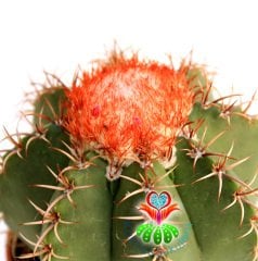 Kaktüs,Melocactus Matanzanus-Şapkalı Kafalı Kaktus-Çok Nadir 10 cm saksıda-SINIRLI SAYIDA