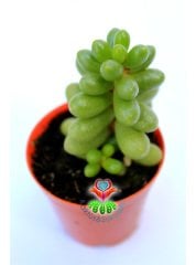 Sedum Lucidum 'Obesum' -5,5 cm Saksıda-Güneşte Bordo Uçlu