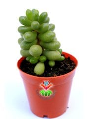 Sedum Lucidum 'Obesum' -5,5 cm Saksıda-Güneşte Bordo Uçlu