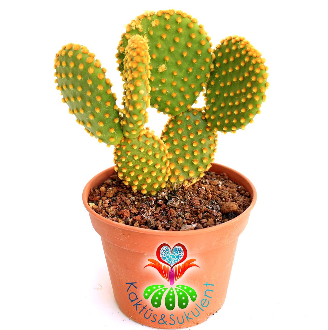 Dev Tavşan Kaktüs,Opuntia Microdasys Gold -Altın Renk Dikenli- 15 cm saksıda Büyük Boy