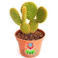 Dev Tavşan Kaktüs,Opuntia Microdasys Gold -Altın Renk Dikenli- 15 cm saksıda Büyük Boy