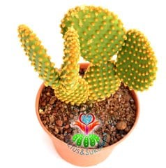 Dev Tavşan Kaktüs,Opuntia Microdasys Gold -Altın Renk Dikenli- 15 cm saksıda Büyük Boy