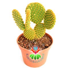 Dev Tavşan Kaktüs,Opuntia Microdasys Gold -Altın Renk Dikenli- 15 cm saksıda Büyük Boy